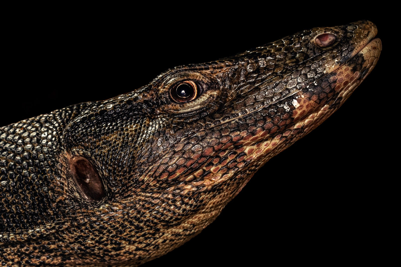 Komodo — Herp & Dive Add-On