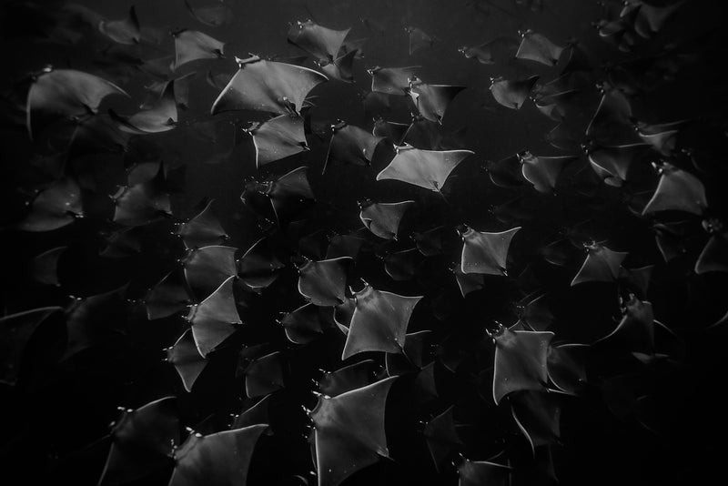 Mobula ray migration