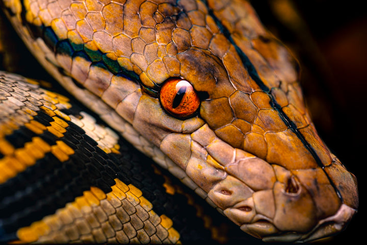 Snake macro detail