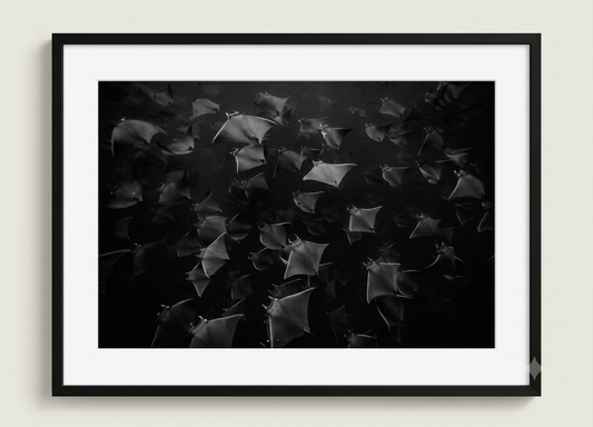Black Mobula Magic