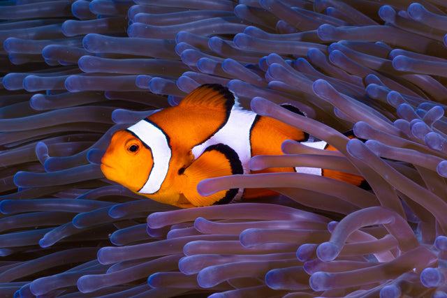 Komodo — Herp & Dive Add-On — trip photo