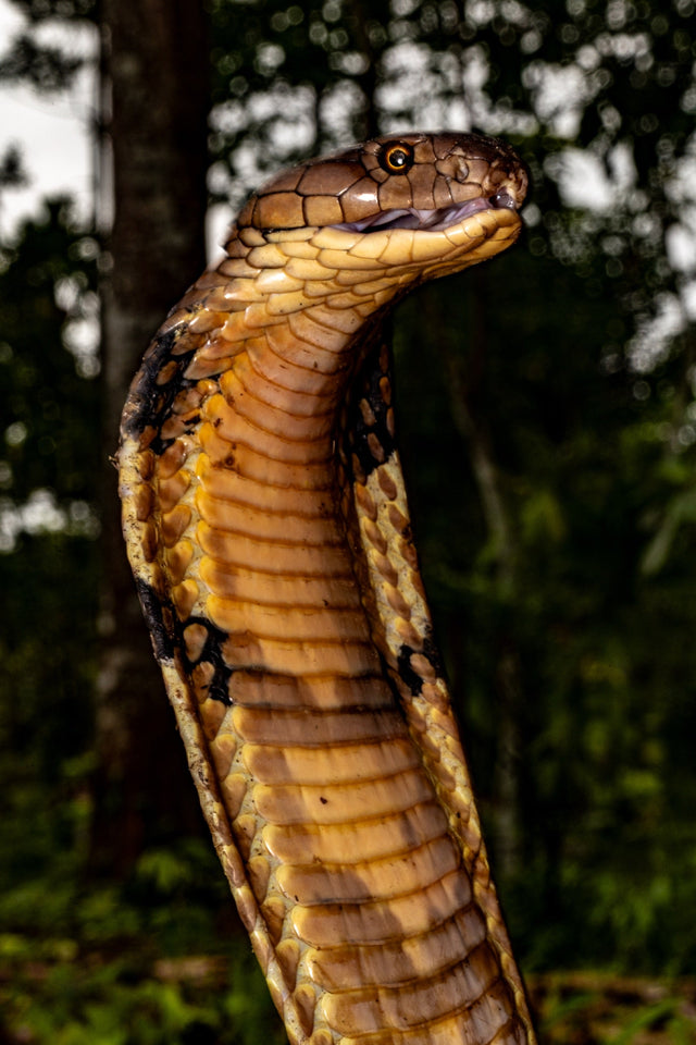Sumatra — Rainforest Herping Expedition — trip photo