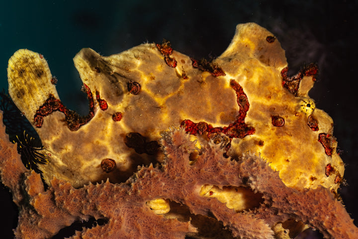 Frogfish