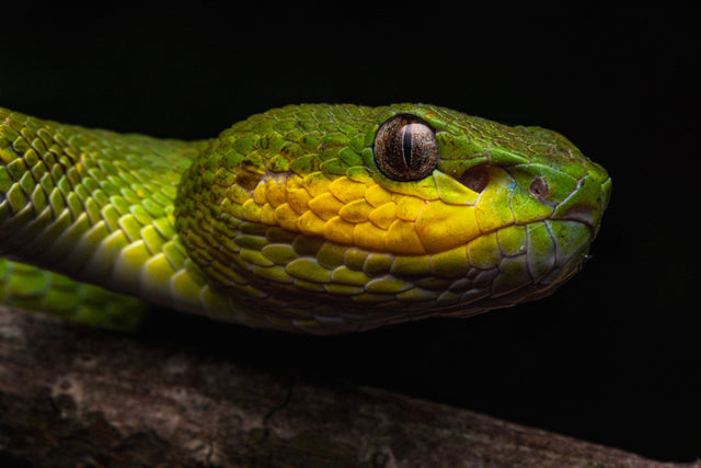 Sumatra — Rainforest Herping Expedition — trip photo