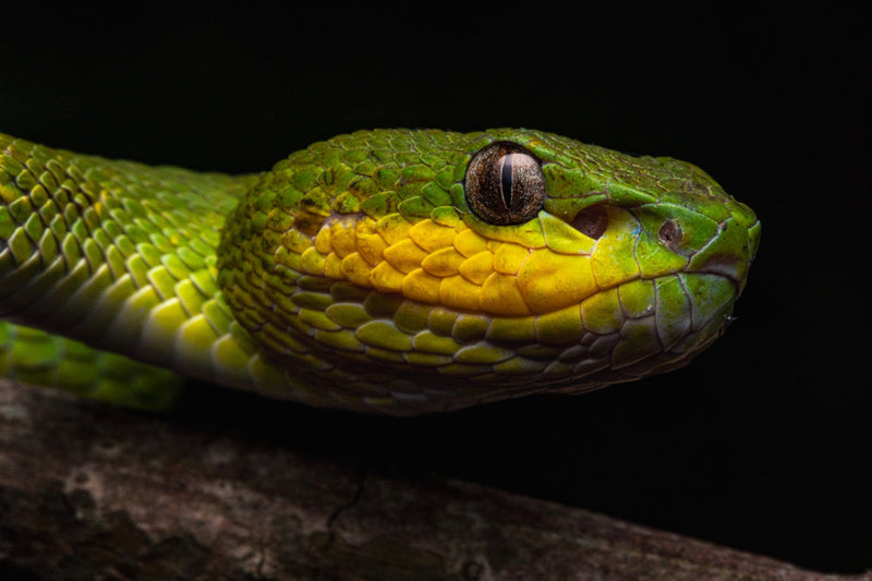 Komodo — Herp & Dive Add-On