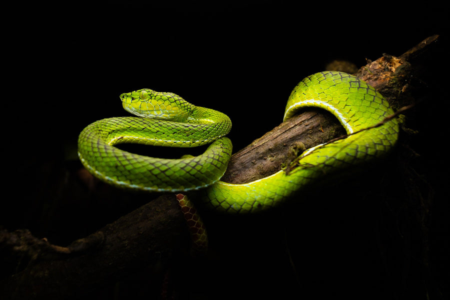 Where you stay — Sumatra — Rainforest Herping Expedition