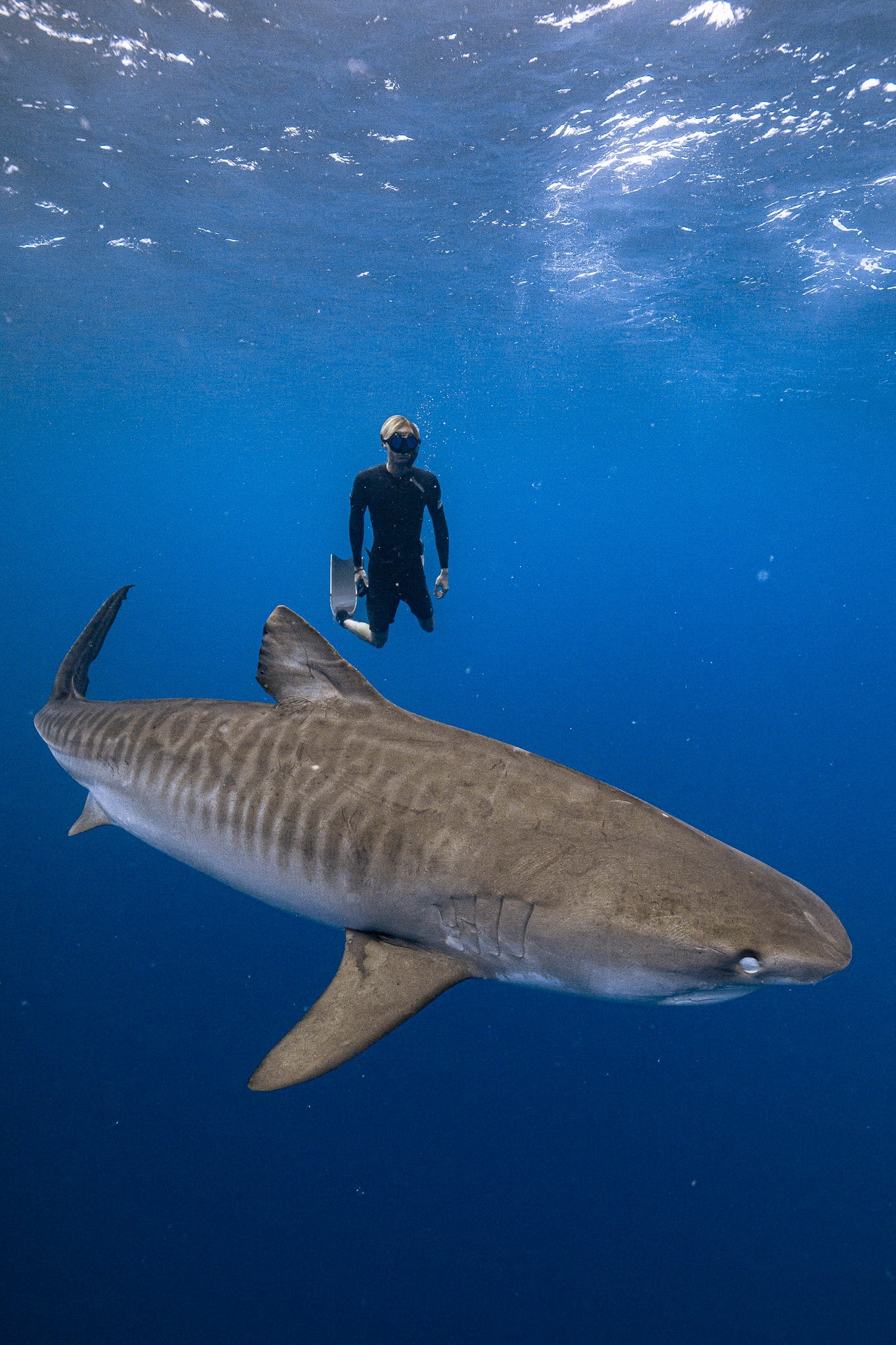 One Ocean Diving — North Shore Shark Safari