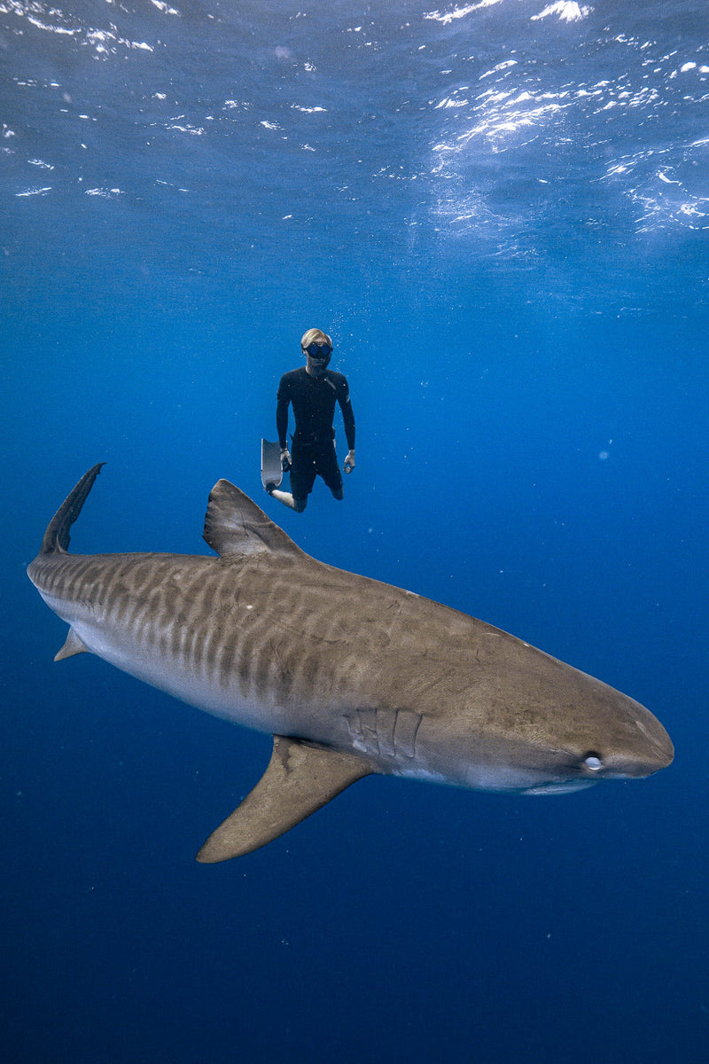 One Ocean Diving — North Shore Shark Safari