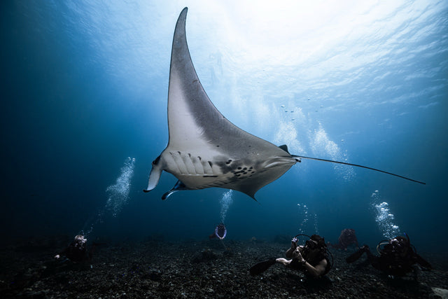 Timor-Leste — Blue Whales & Pelagic Giants — trip photo