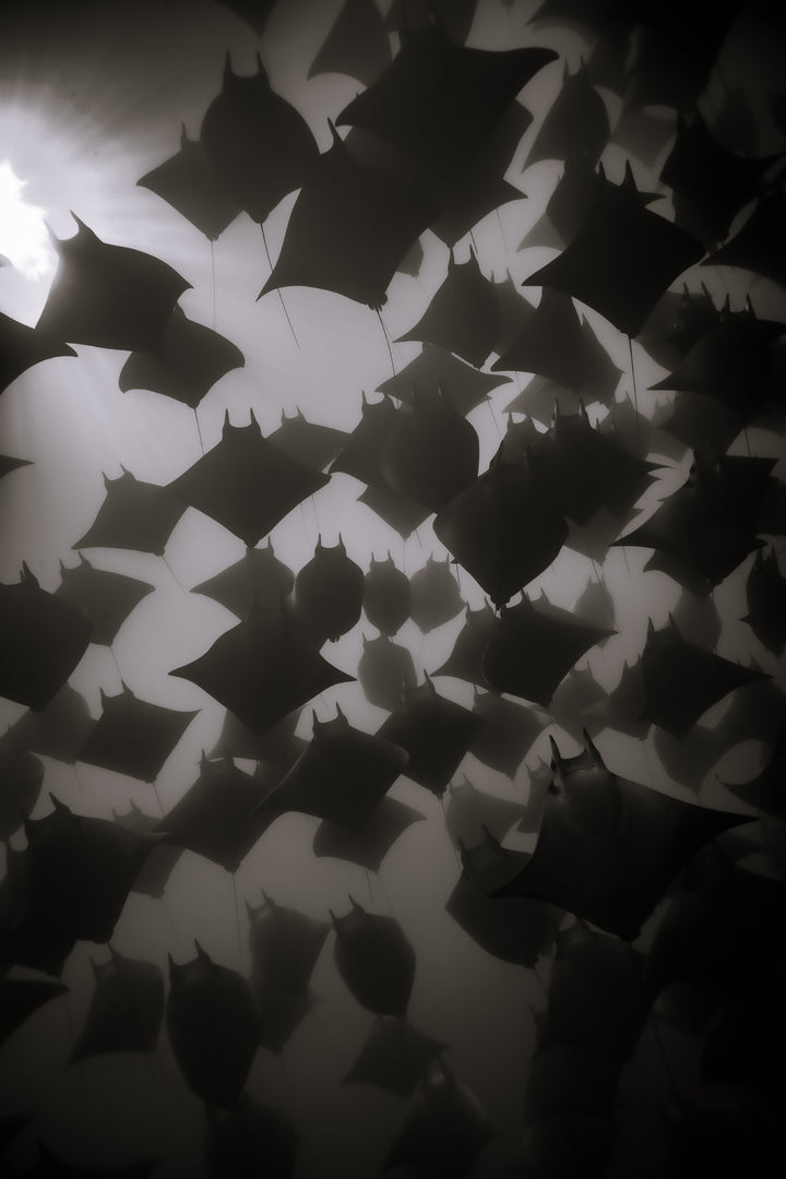Mobula migration