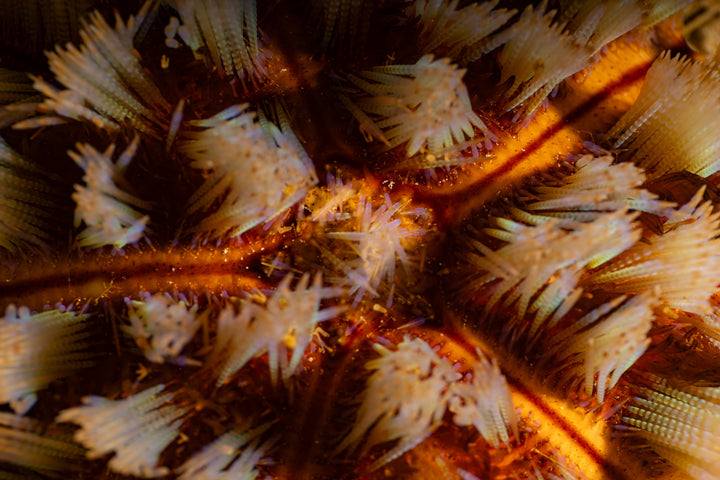 Sea urchin macro