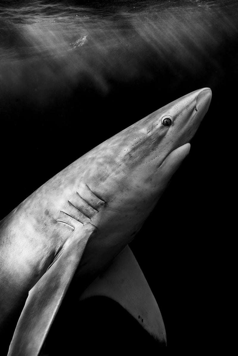 One Ocean Diving — North Shore Shark Safari