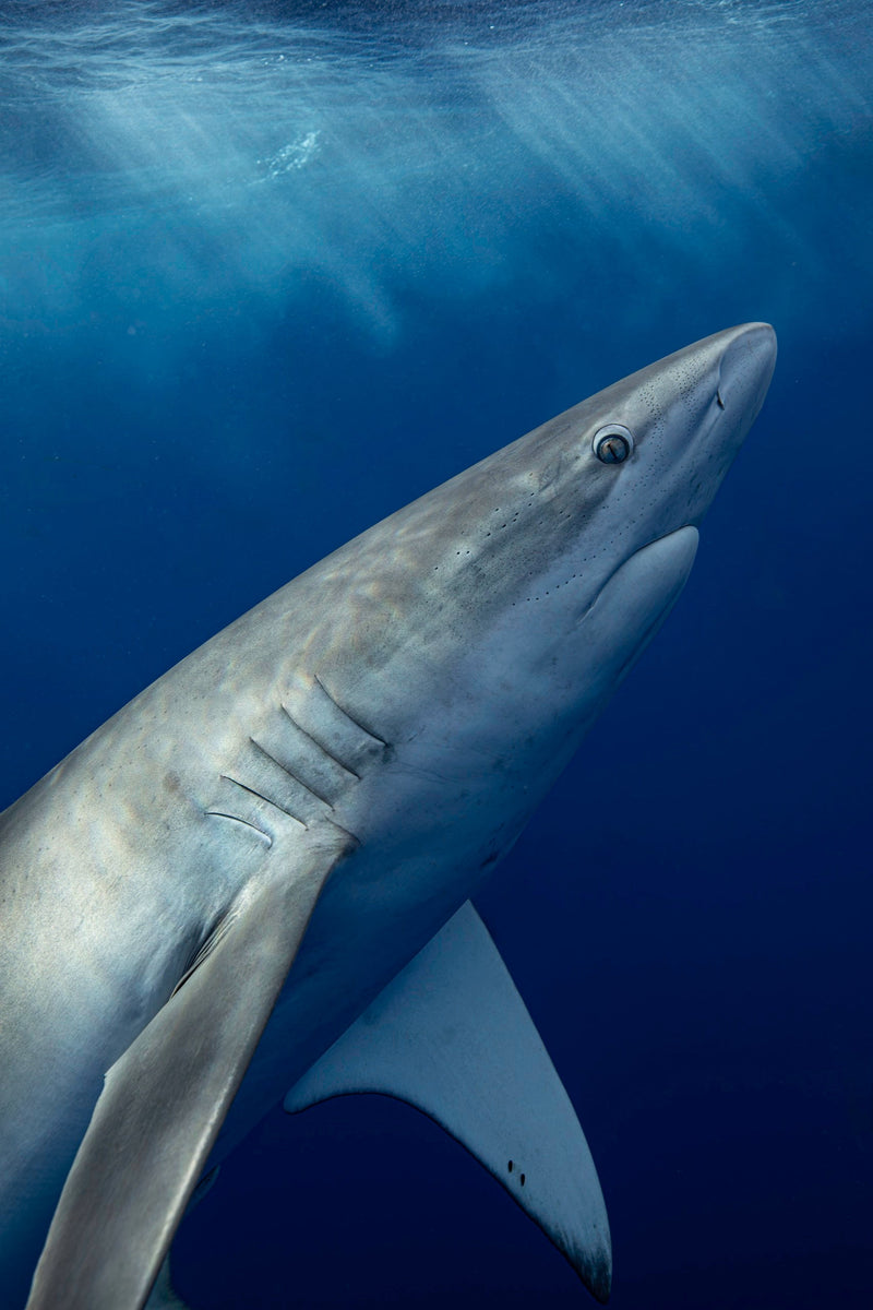 One Ocean Diving — North Shore Shark Safari