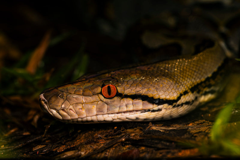 Sumatra — Rainforest Herping Expedition