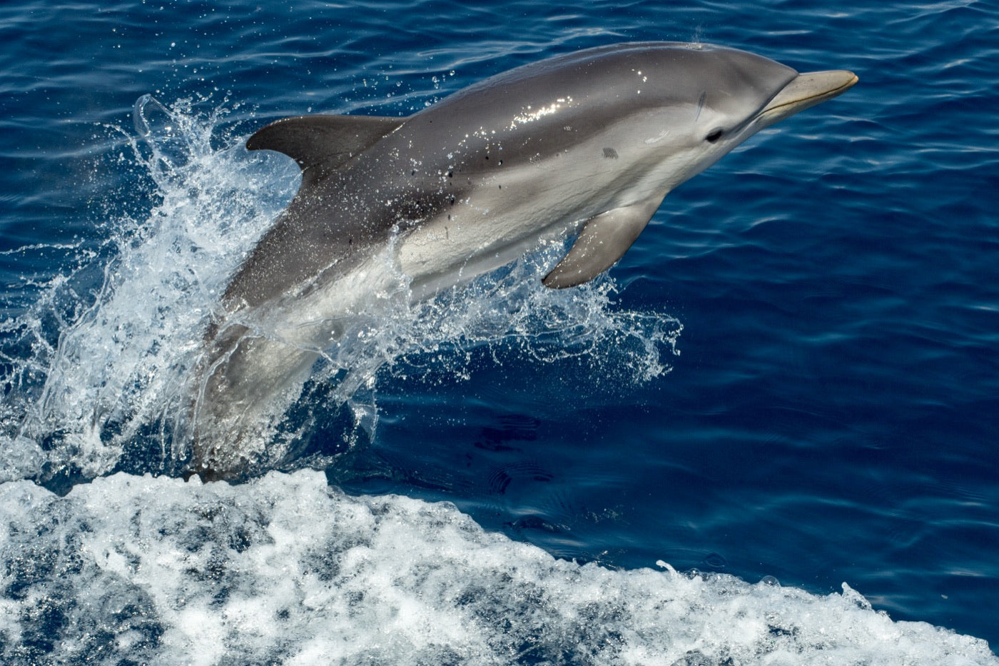 Dolphins