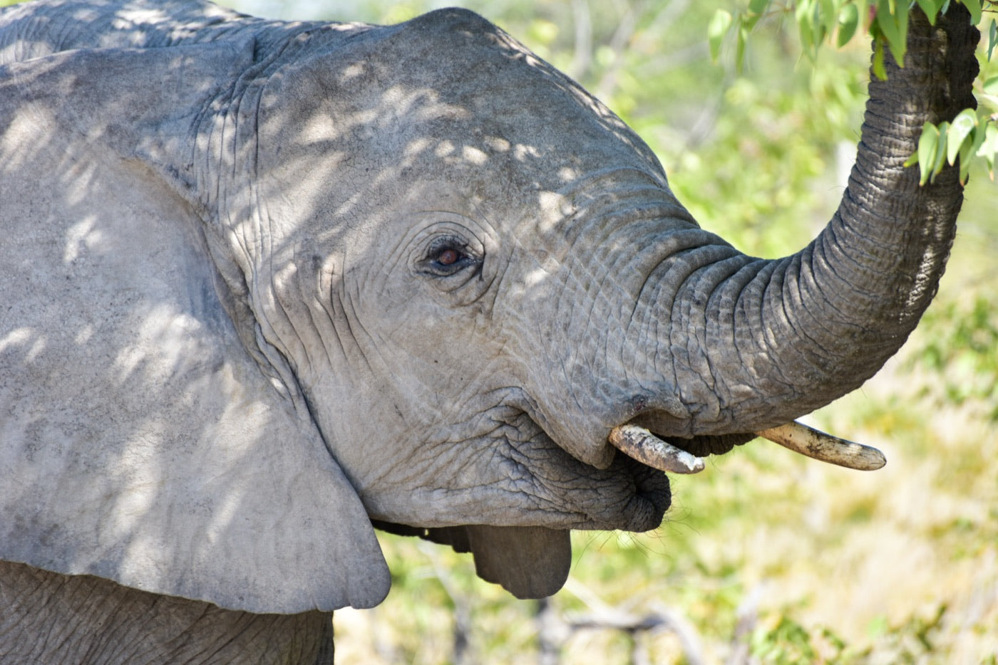 Sumatran elephant