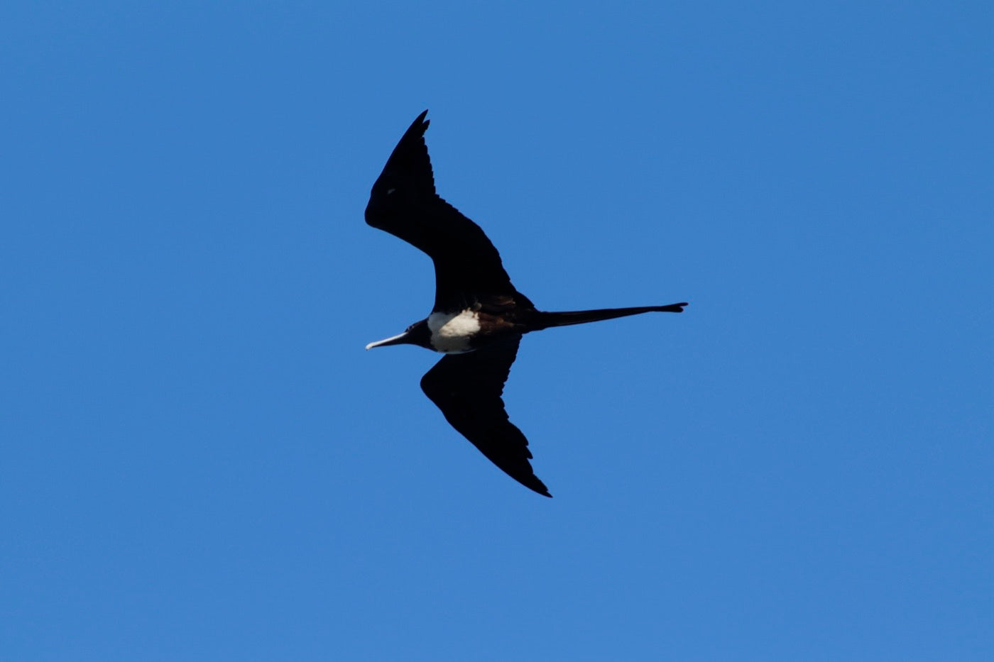 Frigatebirds & boobies