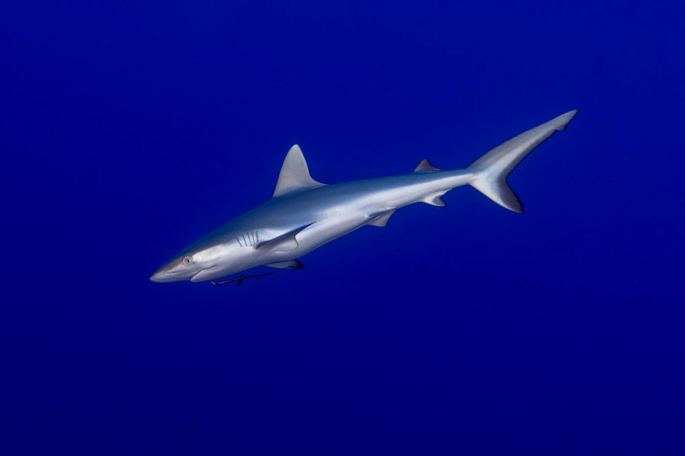 Galapagos sharks