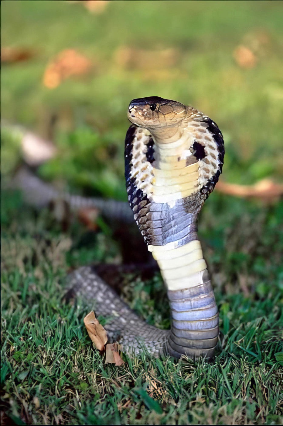King cobra