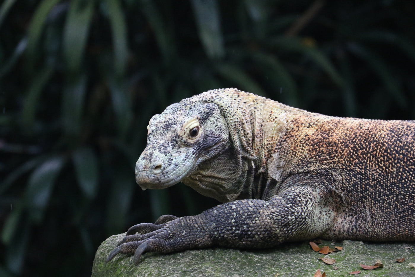 Komodo dragon