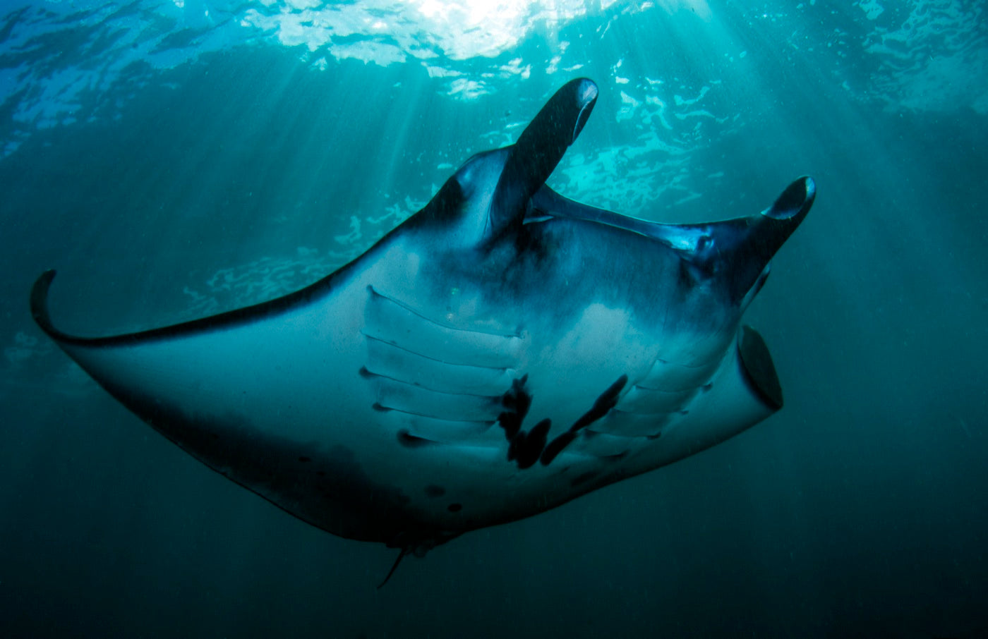 Oceanic mantas & mobulas
