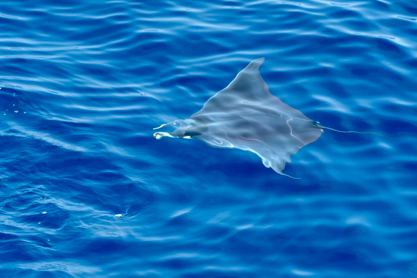 Giant mobula rays