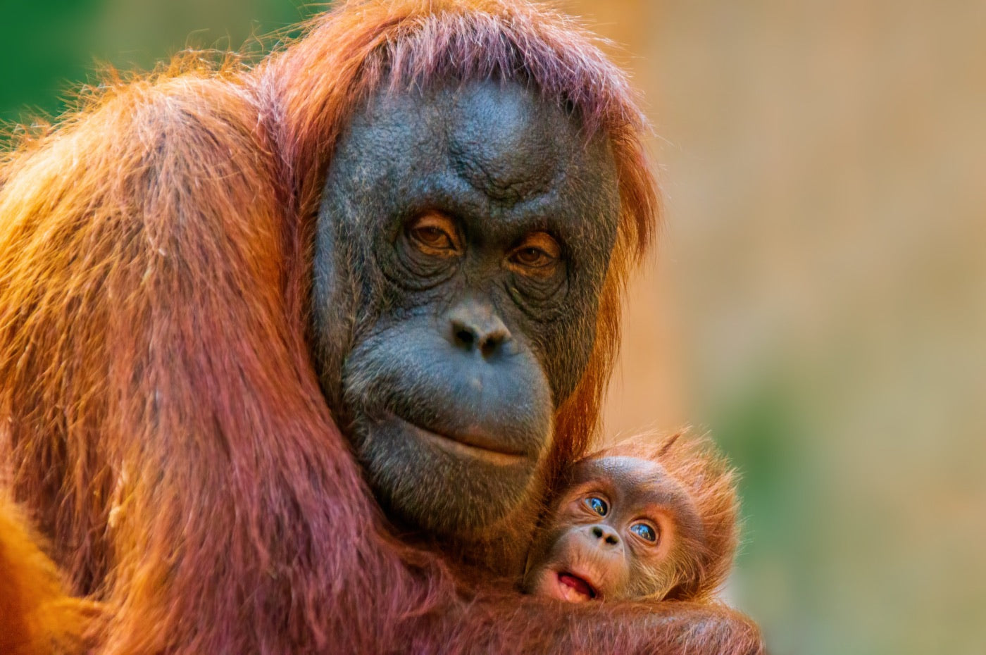 Sumatran orangutan