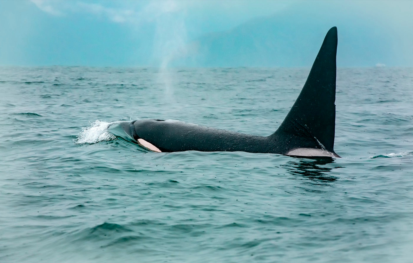 Orcas