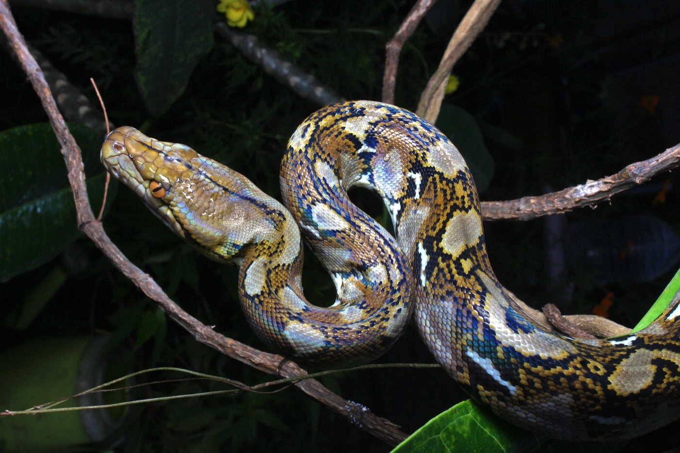 Reticulated python