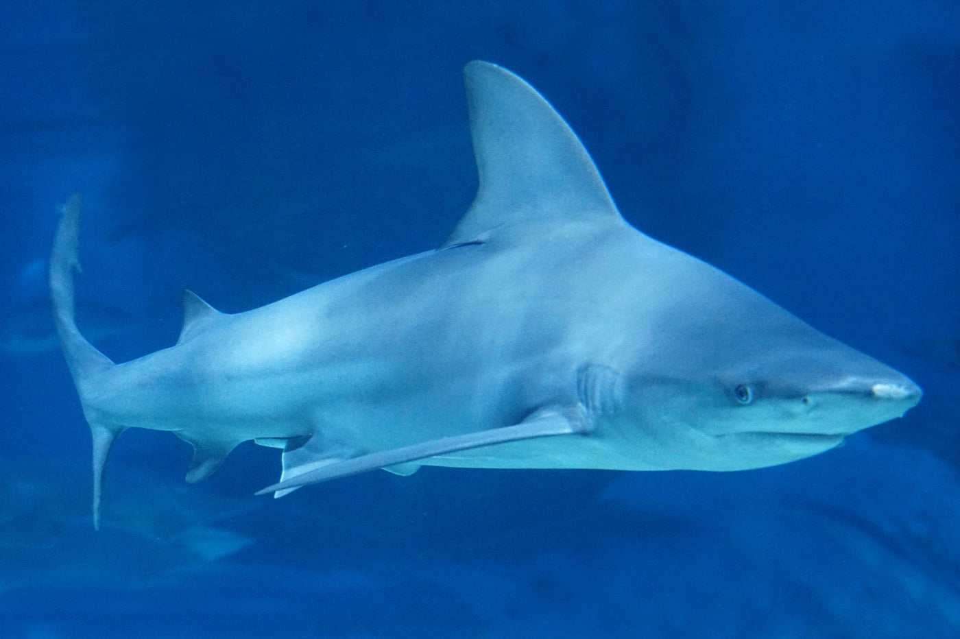 Reef sharks