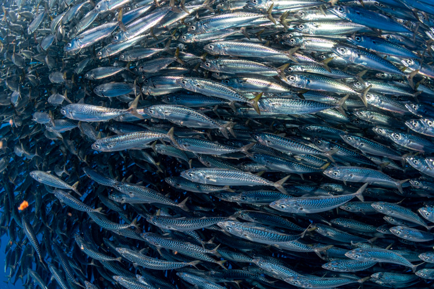 Baitfish & blue water