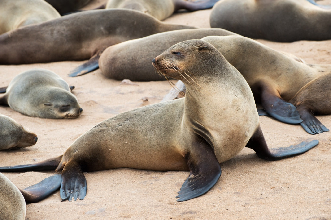 California sea lions