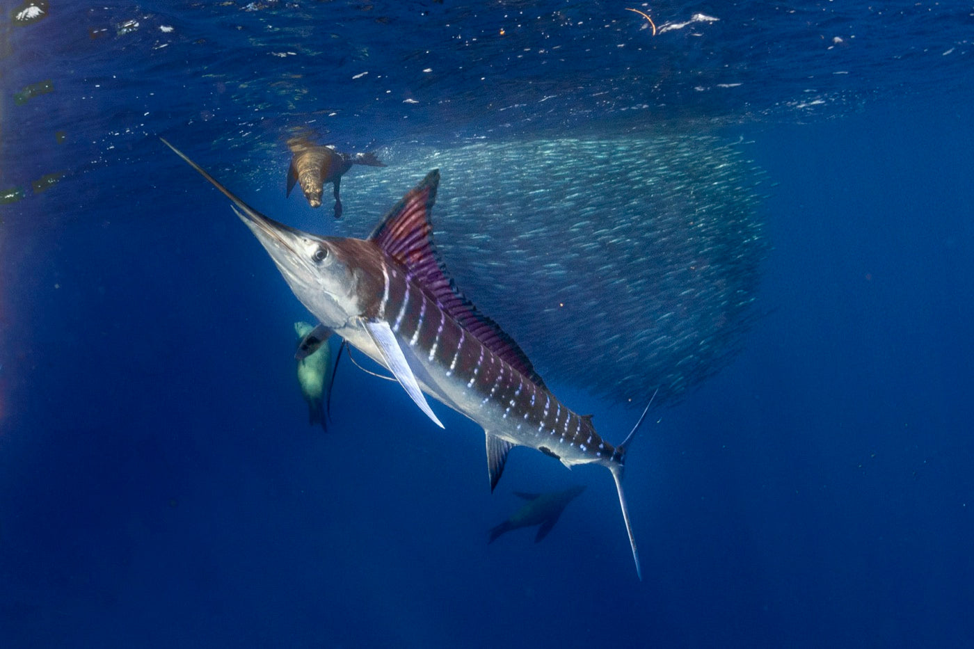 Striped marlin