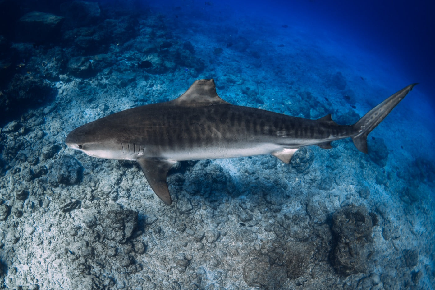 Tiger sharks