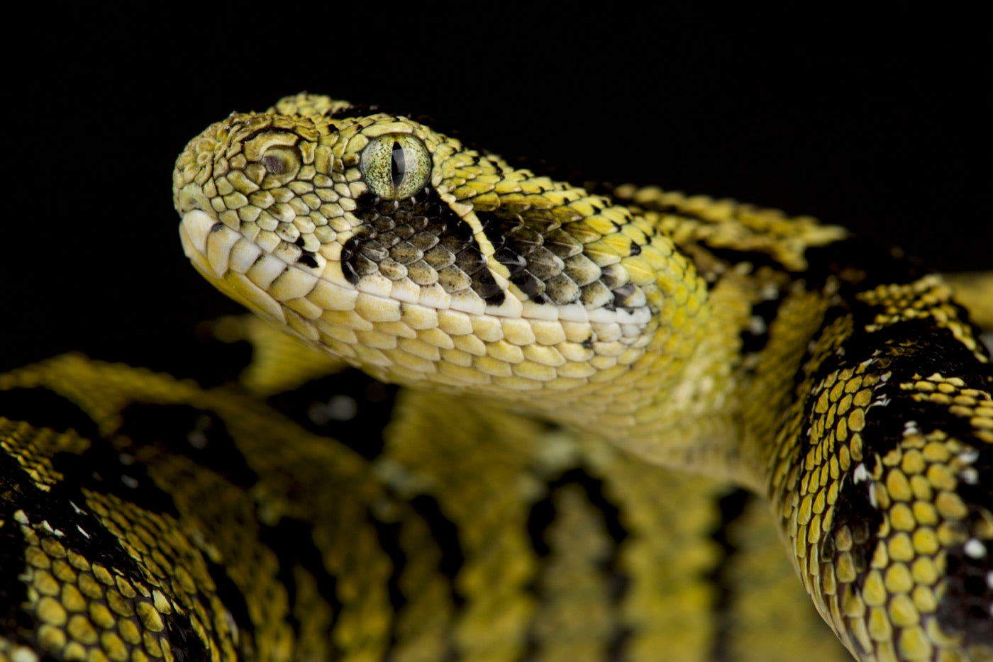 Blue pit vipers & cryptic snakes