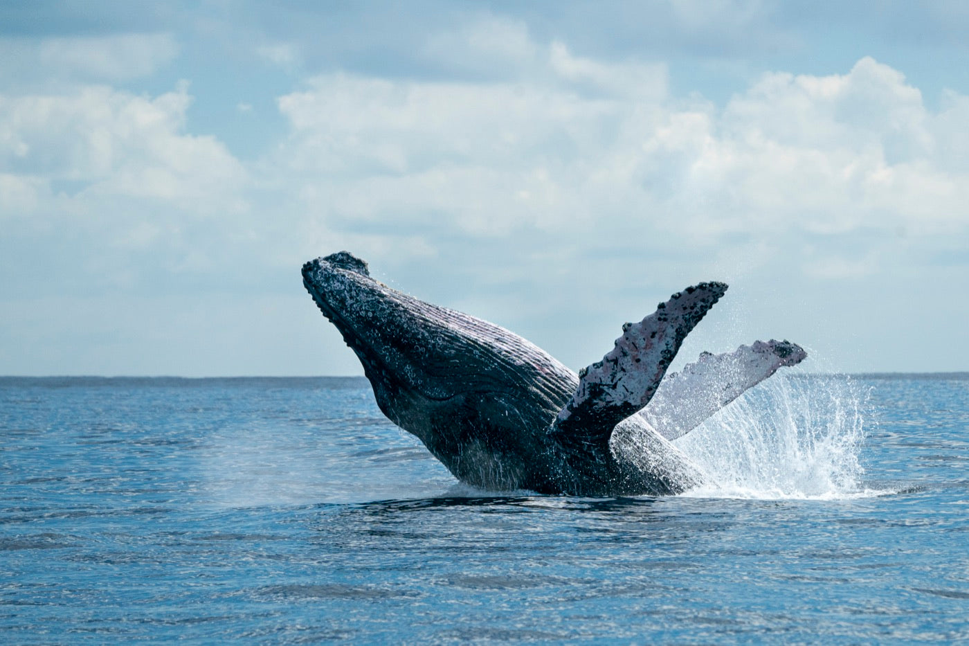 Whales (possible)